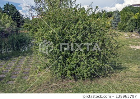 Fresh spring growth of Berberis thunbergii ornamental shrub in botanical garden Fresh spring growth of Berberis thunbergii ornamental shrub in botanical garden 139963797