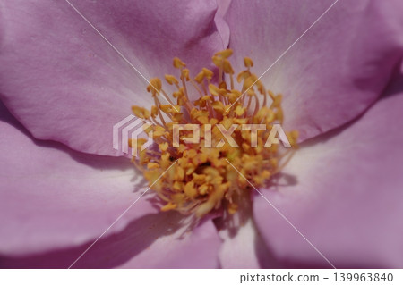 Pink rose flowers are blooming in the rose garden 139963840