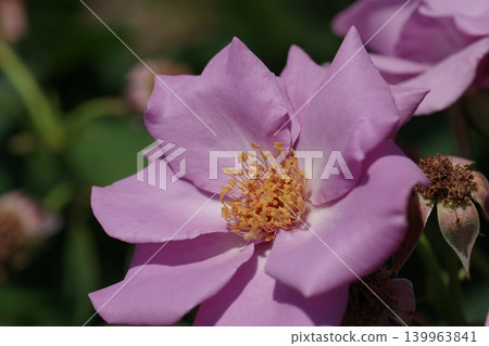 Pink roses Pink roses 139963841