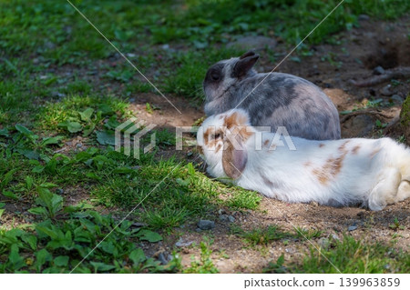 Two adorable rabbits relaxing and napping outdoors - a soothing pet. Two adorable rabbits relaxing and napping outdoors - a soothing pet. 139963859
