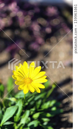 絢麗的春花 絢麗的春花 139963861