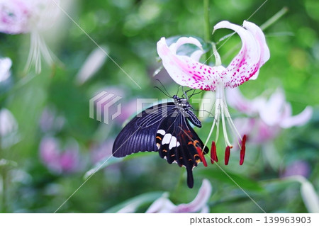 A swallowtail butterfly perched on a lily flower. A swallowtail butterfly perched on a lily flower. 139963903