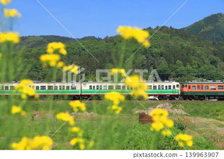 2026年5月7日，陽光明媚，北信濃鐵道115系列車行駛在北信濃線上，路旁油菜花盛開。 139963907