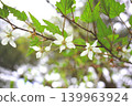 Japanese raspberry flowers along the walking trail around the pond in Ebino Plateau, Miyazaki Prefecture 139963924
