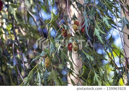 Close view of silver birch catkins and cutleaf foliage Close view of silver birch catkins and cutleaf foliage 139963928