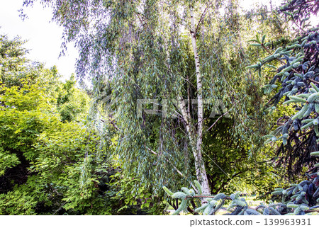Betula pendula weeping silver birch tree in Nitra botanical garden Betula pendula weeping silver birch tree in Nitra botanical garden 139963931