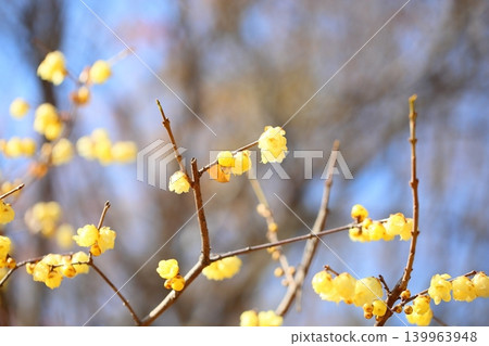 Cute winter sweet flowers Cute winter sweet flowers 139963948