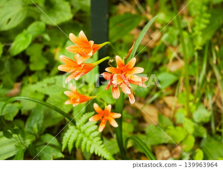 Orange foxglove flower Orange foxglove flower 139963964