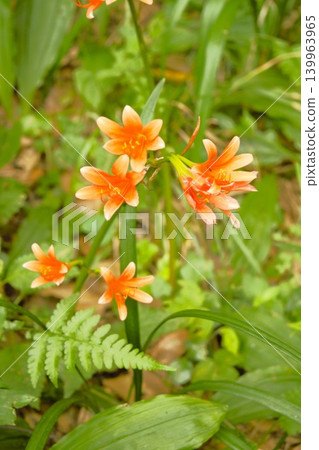 Wild Lycoris radiata flowers that bloom in autumn 139963965