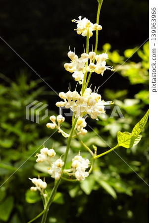 White flowers of *Ophiopogon japonicus* blooming on the forest floor 139963966