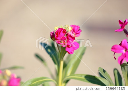 Stock flowers beginning to bloom 139964185