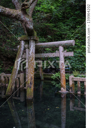 Prayers residing in the waters of the Mitarai Pond at Kashima Shrine in Ibaraki Prefecture Prayers residing in the waters of the Mitarai Pond at Kashima Shrine in Ibaraki Prefecture 139964202