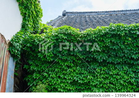Warehouse ivy Warehouse ivy 139964324