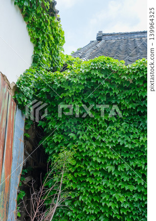 Roof tiles and ivy Roof tiles and ivy 139964325