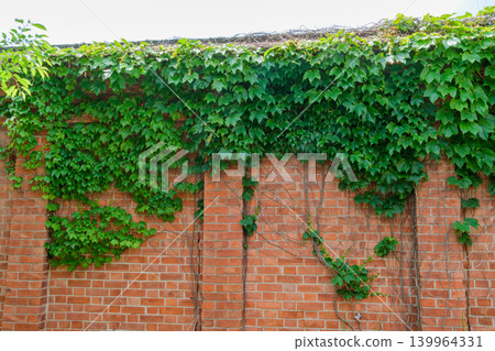 Brick ivy Brick ivy 139964331