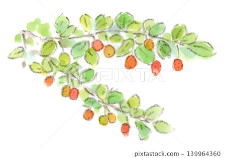 這是一幅水彩插圖，描繪了初夏植物胡頹子（Elaeagnus umbellata，又名日本漿果），它可愛的漿果掛滿了枝頭。 139964360