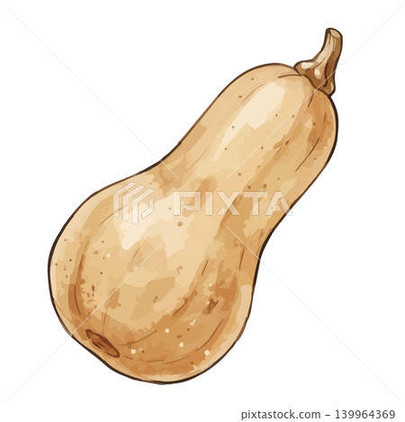 A mouthwatering illustration of a butternut squash. 139964369