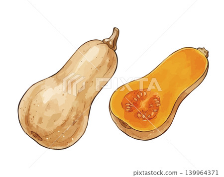 A mouthwatering illustration of a butternut squash. A mouthwatering illustration of a butternut squash. 139964371