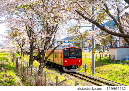 Fujikyu Railway 6000 series train running through a row of cherry trees in full bloom. 139964382