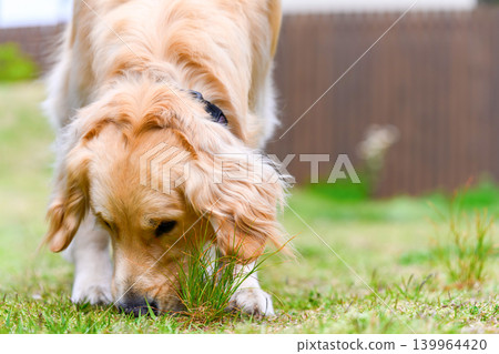一隻金毛犬在嗅草 一隻金毛犬在嗅草 139964420