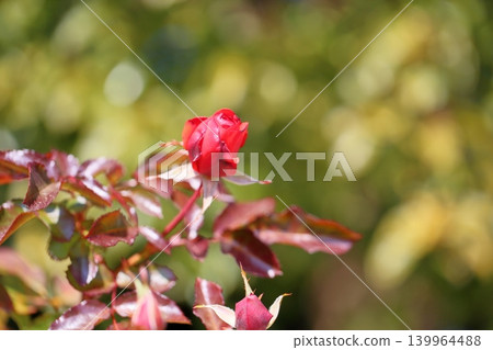 冬玫瑰花蕾,喇叭花 冬玫瑰花蕾,喇叭花 139964488