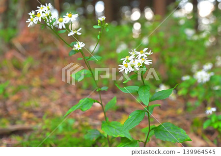 伊豆半島,伊豆山脊步道上的船原峠:白紫菀(Aster tataricus) 伊豆半島,伊豆山脊步道上的船原峠:白紫菀(Aster tataricus) 139964545