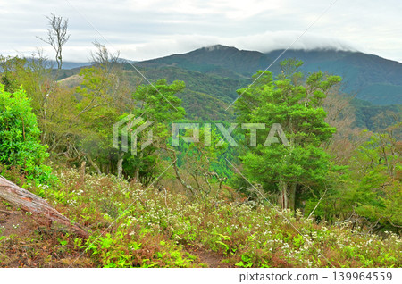 伊豆半島,伊豆山脊步道上的田場山:可以看到白紫菀花田、玉山和禦莊台。 伊豆半島,伊豆山脊步道上的田場山:可以看到白紫菀花田、玉山和禦莊台。 139964559
