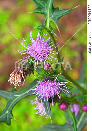 Izu Peninsula, Tanabayama Mountain on the Izu Mountain Ridge Trail: Thistles in bloom in the autumn forest. Izu Peninsula, Tanabayama Mountain on the Izu Mountain Ridge Trail: Thistles in bloom in the autumn forest. 139964562