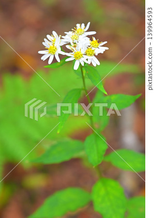 伊豆半島,伊豆山脊步道,魂山,白紫菀(Aster tataricus) 伊豆半島,伊豆山脊步道,魂山,白紫菀(Aster tataricus) 139964593