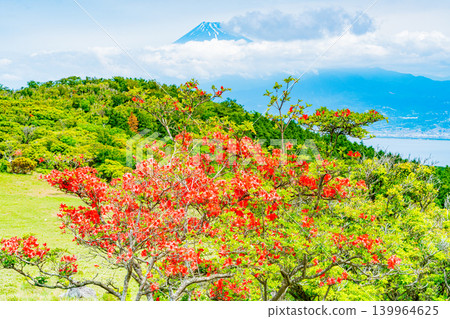 [Shizuoka Prefecture] Mt. Kinkan, with its beautiful mountain azaleas, and Mt. Fuji across the sea. 139964625