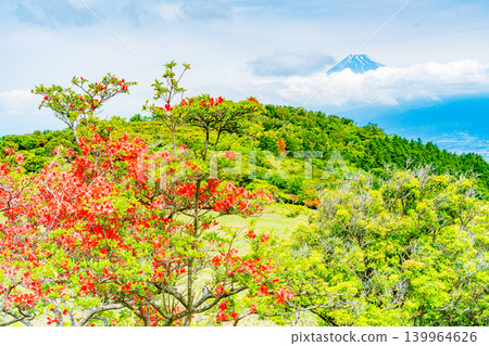 [Shizuoka Prefecture] Mt. Kinkan, with its beautiful mountain azaleas, and Mt. Fuji across the sea. 139964626