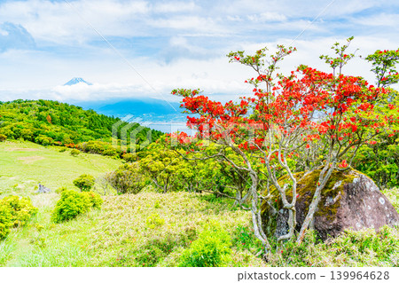 【靜岡縣】金冠山,山上盛開著美麗的杜鵑花;隔海相望的是富士山。 【靜岡縣】金冠山,山上盛開著美麗的杜鵑花;隔海相望的是富士山。 139964628