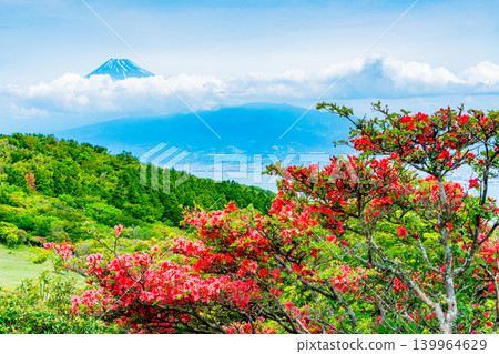 【靜岡縣】金冠山,山上盛開著美麗的杜鵑花;隔海相望的是富士山。 【靜岡縣】金冠山,山上盛開著美麗的杜鵑花;隔海相望的是富士山。 139964629