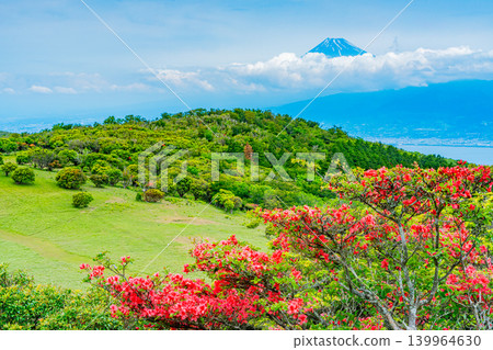 【靜岡縣】金冠山,山上盛開著美麗的杜鵑花;隔海相望的是富士山。 【靜岡縣】金冠山,山上盛開著美麗的杜鵑花;隔海相望的是富士山。 139964630