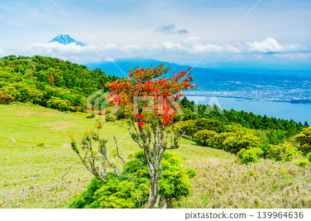 [Shizuoka Prefecture] Mt. Kinkan, with its beautiful mountain azaleas, and Mt. Fuji across the sea. 139964636