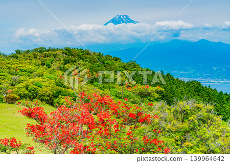 【靜岡縣】金冠山,山上盛開著美麗的杜鵑花;隔海相望的是富士山。 【靜岡縣】金冠山,山上盛開著美麗的杜鵑花;隔海相望的是富士山。 139964642