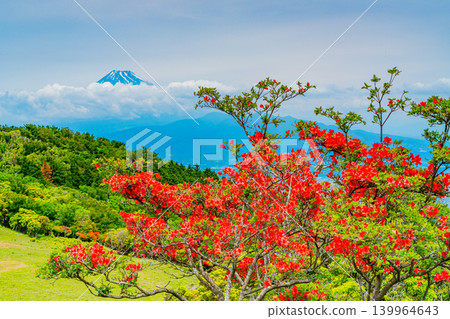 【靜岡縣】金冠山，山上盛開著美麗的杜鵑花；隔海相望的是富士山。 139964643