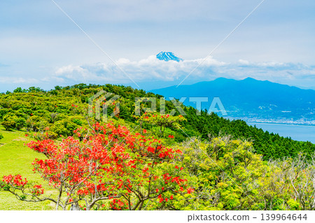 【靜岡縣】金冠山,山上盛開著美麗的杜鵑花;隔海相望的是富士山。 【靜岡縣】金冠山,山上盛開著美麗的杜鵑花;隔海相望的是富士山。 139964644