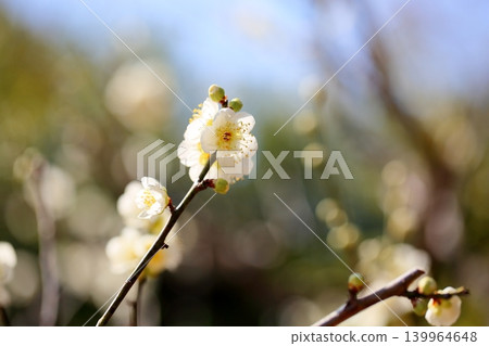 白梅花盛開,冬至 白梅花盛開,冬至 139964648