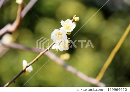 白梅花盛開，冬至 139964650