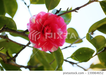 玫瑰花Kiku冬至 玫瑰花Kiku冬至 139964652