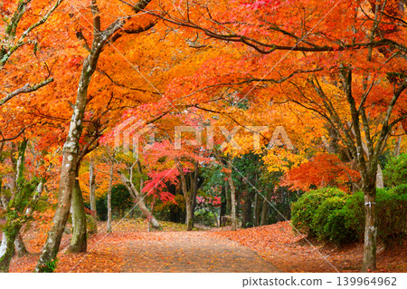 Falls of Sogaki in autumn Falls of Sogaki in autumn 139964962