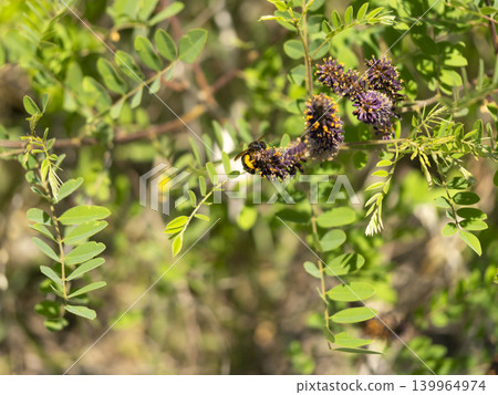 Bumblebee and the flower of the Japanese bush clover Bumblebee and the flower of the Japanese bush clover 139964974