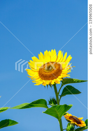 Sunflower in the blue sky Sunflower in the blue sky 139965008