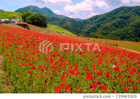 A field of red poppies and a mountain range A field of red poppies and a mountain range 139965029