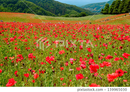 Colorful poppy fields Colorful poppy fields 139965030