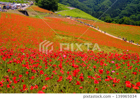 紅罌粟領域 139965034