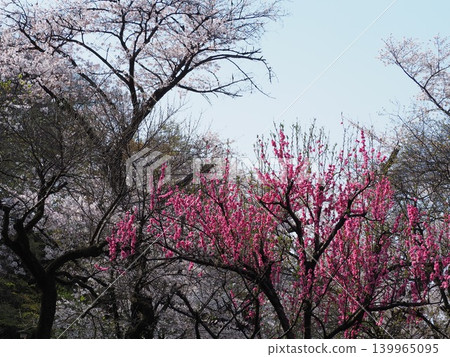 蝴蝶園 蝴蝶園 139965095