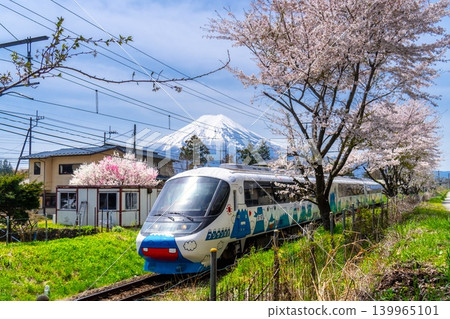 富士急行車富士山特快列車途經此地,沿途可見富士山和盛開的櫻花樹。 富士急行車富士山特快列車途經此地,沿途可見富士山和盛開的櫻花樹。 139965101