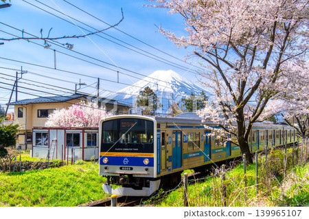 Fujikyu Railway 6000 series train running through the area with Mount Fuji and cherry blossom trees in full bloom. Fujikyu Railway 6000 series train running through the area with Mount Fuji and cherry blossom trees in full bloom. 139965107